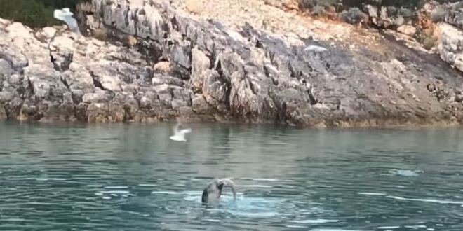 VIDEO Sredozemna medvjedica snimljena na jugu Jadrana