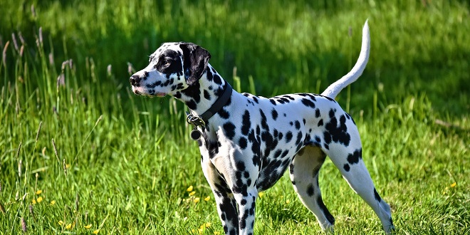 MAKARSKA RIVIJERA Black and White - Dalmatian Dog Night
