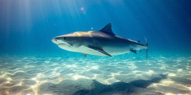 Blizu najveće splitske plaže mrijeste se - morski psi: 'Ima ih po 200 ili 300 svaki dan'