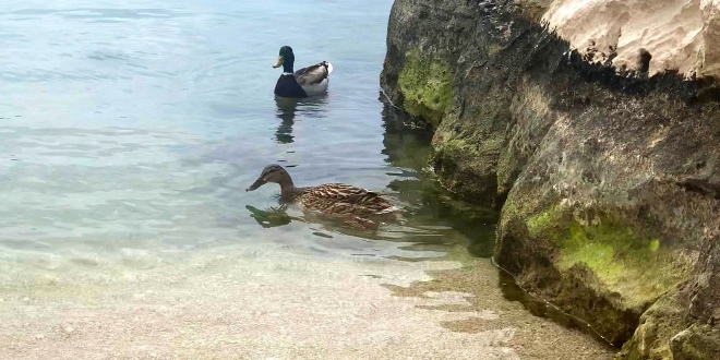 VIDEO Patka i patak uživaju u morskim radostima u Stobreču