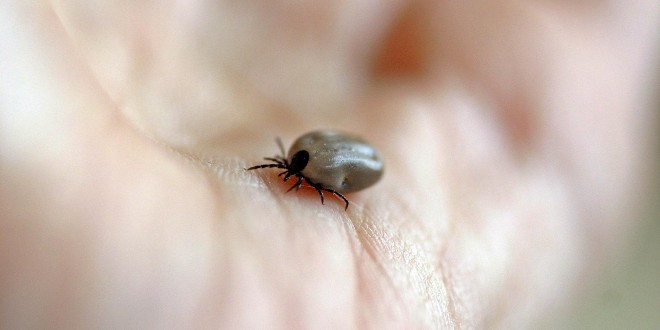LIJEČNICI UPOZORAVAJU: Broj slučajeva rijetkih bolesti koje prenose ovi insekti u porastu