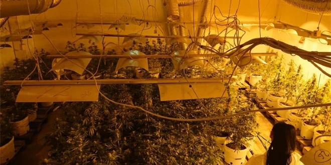 VIDEO: AKCIJA TIGAR Uhićeno osam osoba iz Hrvatske i Srbije zbog uzgoja i prodaje marihuane