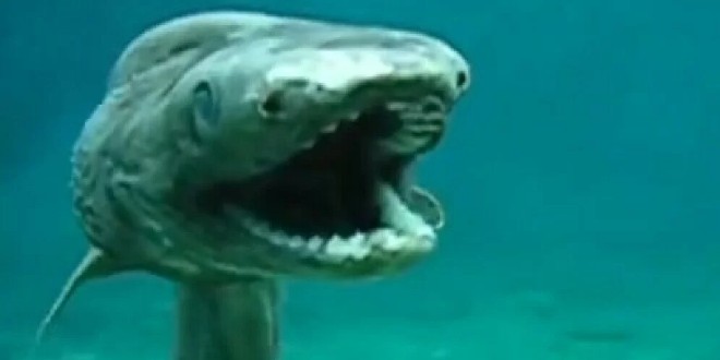 VIDEO Zastrašujući prizor: Kamere snimile jezivog prapovijesnog pretka morskog psa