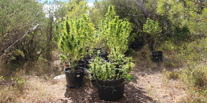 PLANTAŽA KOD MAKARSKE Ženi pronašli 96 stabljika i više od 4,3 kilograma marihuane
