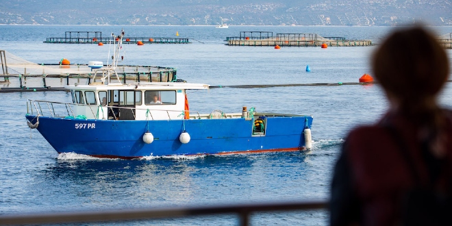 SVJETSKI, A NAŠE: Zadarski Cromaris uskoro postaje najveći proizvođač organske bijele mediteranske ribe na svijetu
