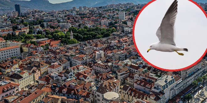 SPLIĆANI GRINTAJU NA NERED I BUKU: 'Što je više otpada, više je i galebova'