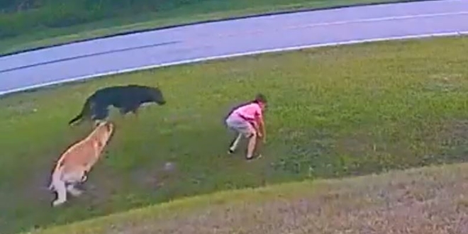 VIDEO Njemački ovčar spasio dječaka od napada susjedovog psa