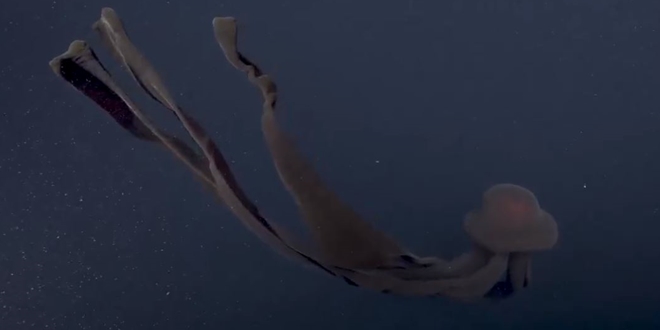 VIDEO Turisti snimili meduzu veću od njihove podmornice