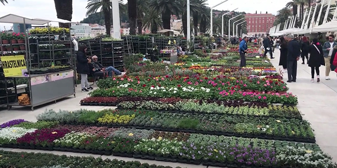 VIDEO Riva okupana u cvijeću
