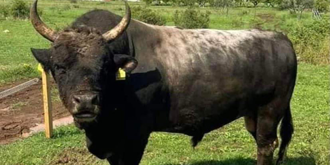 Ovaj vikend 20. tradicionalan Korida Dicmo