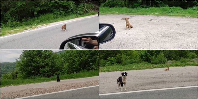 TUŽNI PRIZORI Psi lutalice uz cestu kod Dalmatincima dragog skijališta