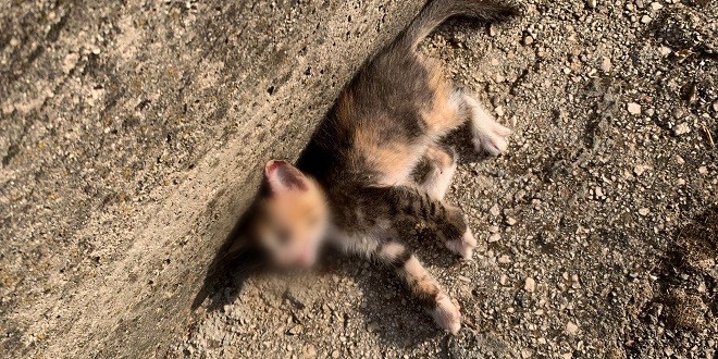 JEZIVO! Mačiću je netko pucao u glavu, aktivisti iz SOS azila Duilovo mole pomoć