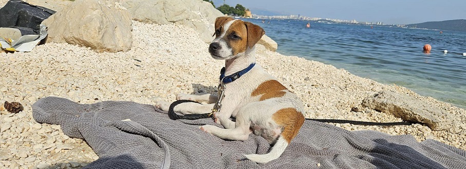 voli li jack russell terijer plivati