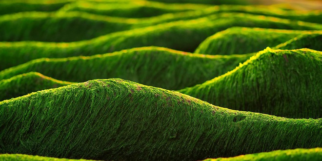 Bioplastika dobivena iz algi bi mogla postati glavni građevni materijal na Marsu