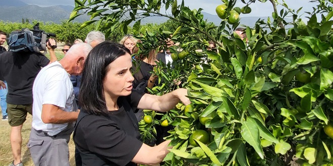 Ministrica Vučković u Neretvi obilježila početak berbe mandarina