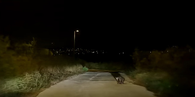VIDEO Susret mačke i lisice na Mejašima
