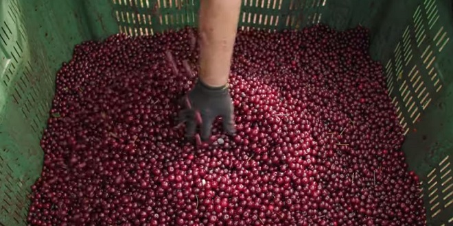 VIDEO Berba višnje maraške najvažniji je događaj u godini za tvornicu Maraske Zadar