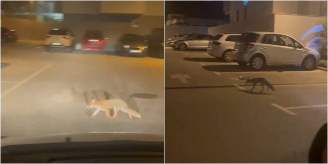 VIDEO Lisica 'đira' Solinom