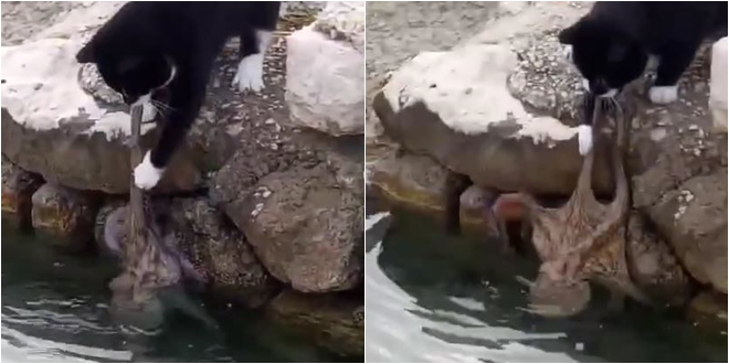 VIDEO Pogledajte 'borbu' mace i hobotnice