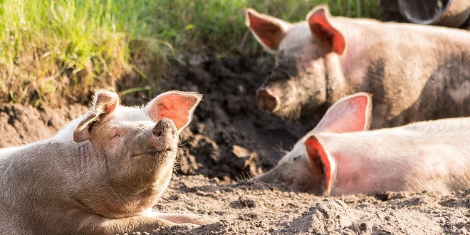 MINISTARSTVO POLJOPRIVREDE: Osigurano dodatnih 7,5 milijuna eura potpora zbog pojave afričke svinjske kuge