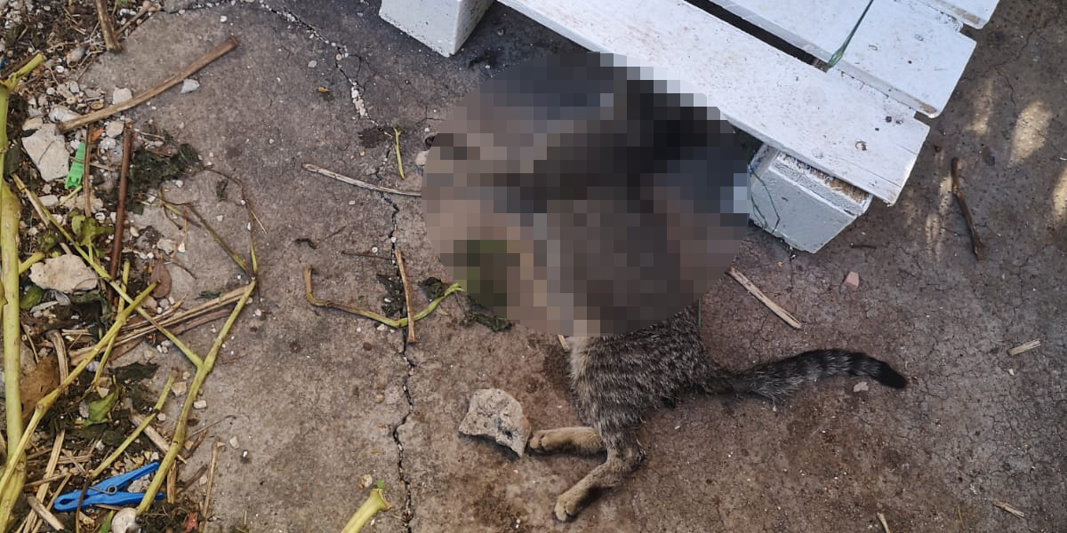 UŽAS U SPLITU Netko truje mačke na Tablama, svaki dan pronađu po koju uginulu