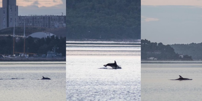 FOTO Zaigrani dupini u Kaštelanskom zaljevu