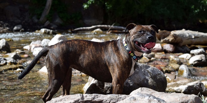 UŽAS U GRČKOJ Obitelj udomila pit bulla, napao i ubio dvogodišnjaka