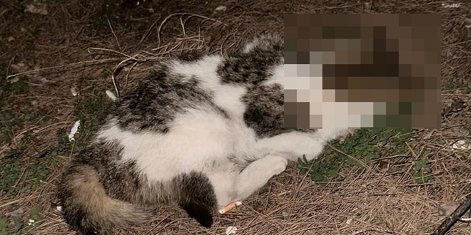JEZIVO NASILJE Imotski maturant zlostavljao pa ubio mačića pred školom