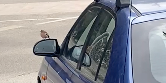 VIDEO Grdelin se 'zaljubio' u svoj odraz u retrovizoru