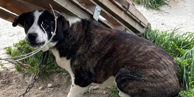 Nestao jedan od pasa iz logora na Duilovu, policija provjerava šta se dogodilo