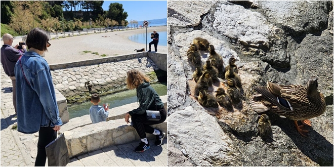 FOTO/VIDEO Patka s pačićima oduševila najmlađe na Trsteniku