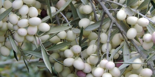 ZAZELENIMO SPLIT: Bijele masline donirane i posađene na Šinama