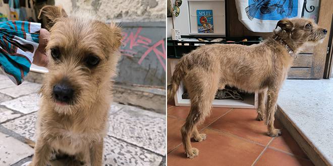 Nađen pas u Getu, traži se vlasnik