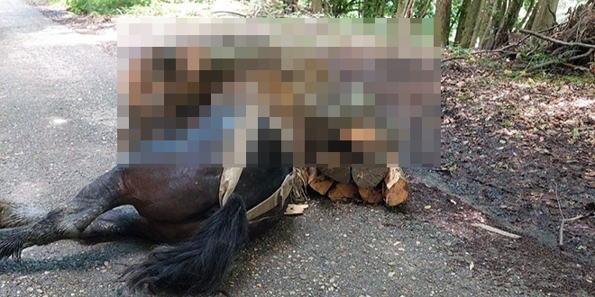 Prijatelji životinja prijavili zlostavljača konja u Podgariću