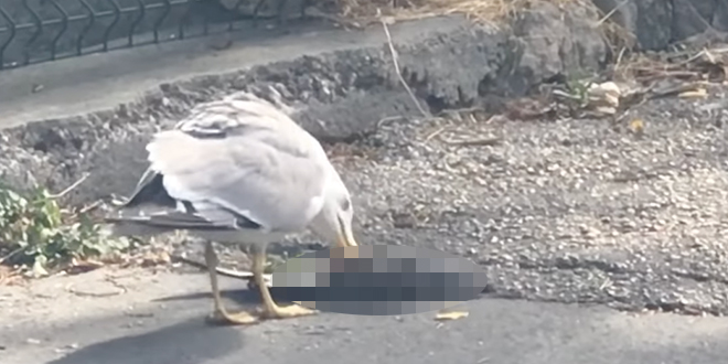 VIDEO: Galeb na ulici u Splitu jede goluba