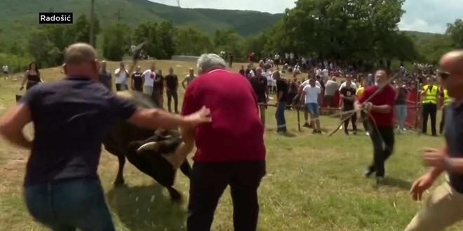 UŽAS NA BIKIJADI U RADOŠIĆU Bik se otrgnuo i ozlijedio muškarca