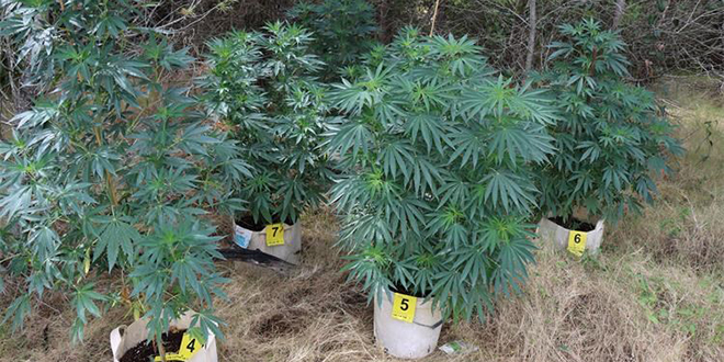 Šibenska policija pronašla osam biljaka marihuane