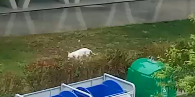 VIDEO Dogo argentino sam šetao po Pazdigradu, svratio i do škole