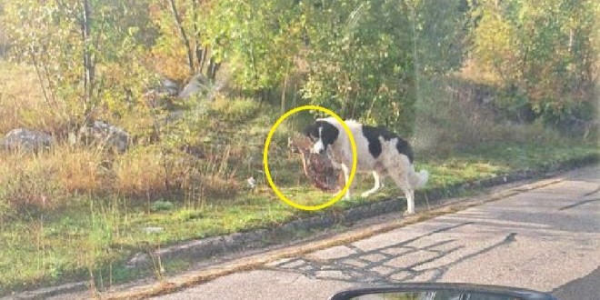 URBEBESAN PRIZOR 'Radi pauzu, ali ne ispušta pršut'