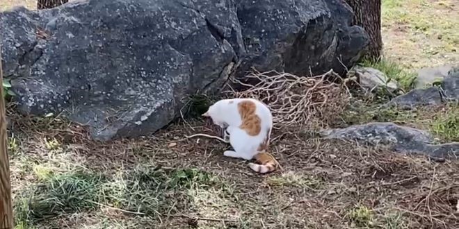 VIDEO Pogledajte borbu mačke i zmije na Gripama