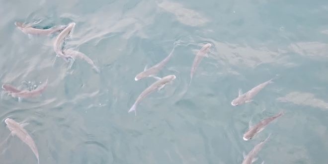 FOTO/VIDEO Mnoštvo cipala pored Zapadne obale: 'Čudno se ponašaju...'