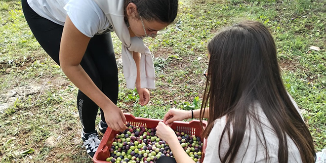 FOTO/VIDEO Učenici OŠ Slatine ubrali 710 kilograma maslina iz školskog maslinika