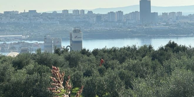 Rekordna berba u Cemexovim maslinicima