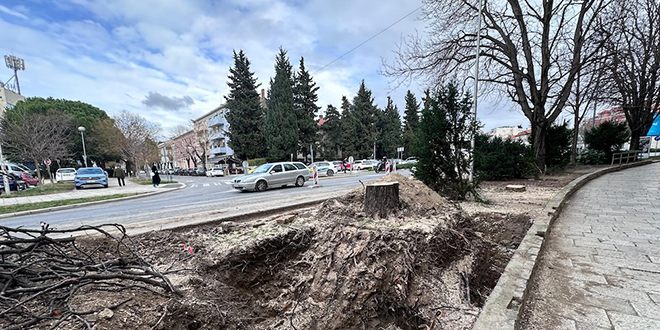 Što će zamijeniti šest posječenih kestena iz 70 godina starog drvoreda? Ipak neće pinjole