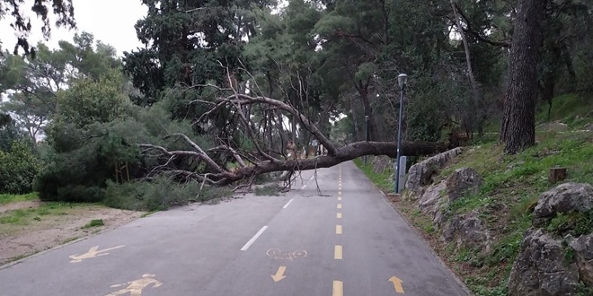 PONOVNO Na Marjanu palo stablo