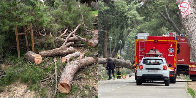 Veliki bor pao na cestu na Marjanu: 'Stablo je bilo zdravo, srušili su ga naleti vjetra'