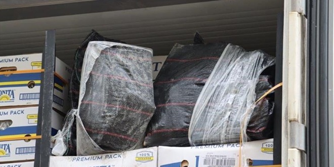 SVJEŽE BANANE S DROGOM Carinici pronašli 85 kilograma kokaina koji je stigao iz Ekvadora