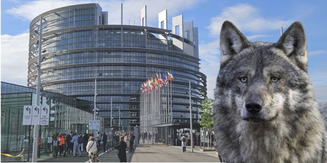 ZBOG JEDNOG PONIJA Vuk više nije svetinja: Europski parlament podržao smanjenje statusa zaštite