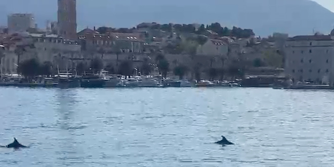 VIDEO Dupini u splitskoj luci