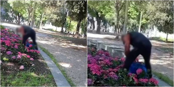 USRED DANA Krali hortenzije u Đardinu, lopov uhvaćen na djelu